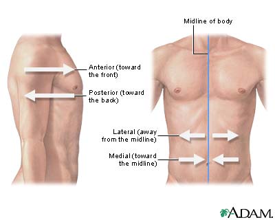 Lateral orientation Lateral orientation