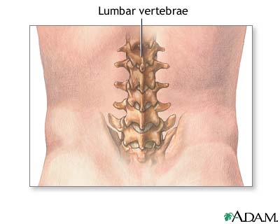 Lumbar vertebrae Lumbar vertebrae