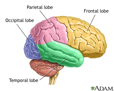 Lobes of the brain Lobes of the brain