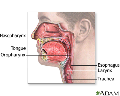Oropharynx Oropharynx