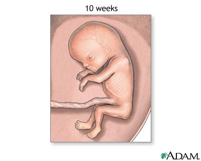 Fetus (10 weeks old) Fetus (10 weeks old)
