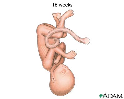 Fetus at 16 weeks Fetus at 16 weeks