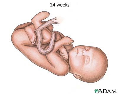 Fetus at 24 weeks Fetus at 24 weeks