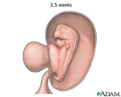 Fetus at 3.5 weeks Fetus at 3.5 weeks