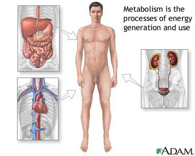 Metabolism Metabolism