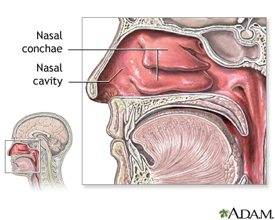 Nasal anatomy Nasal anatomy