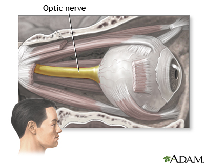 Optic nerve Optic nerve