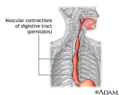 Peristalsis Peristalsis