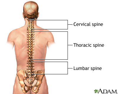 Posterior spinal anatomy Posterior spinal anatomy