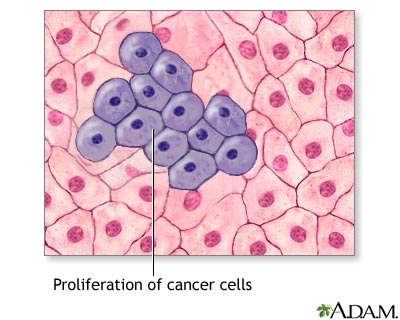 Cell proliferation Cell proliferation