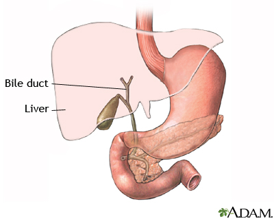 Gallbladder anatomy Gallbladder anatomy