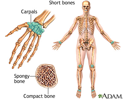 Short bones Short bones