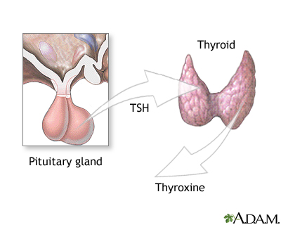 Pituitary and TSH Pituitary and TSH