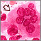 Osteoclast