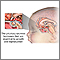 The pituitary gland