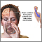 Right cerebral hemisphere - function