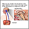 Hunger center in brain