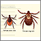 Deer and dog tick