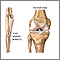 Normal knee alignment