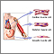 Types of muscle tissue