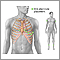 ECG electrode placement