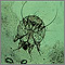 Scabies mite - photomicrograph