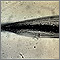 Pinworm - close-up of the head