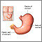 Stomach anatomy