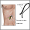 Gallbladder endoscopy