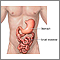 Stomach and small intestine