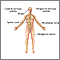 Nervous system