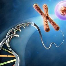 DNA packaged into chromosome