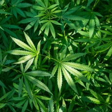 Marijuana