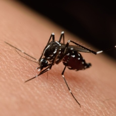 Zika Virus