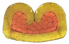 crimp x-section