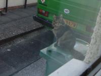 My Mad Maine Coon Cat and my Camper