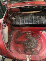 1974 super beetle mouse damage