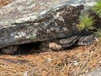 Danger noodles
