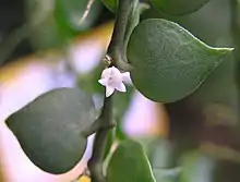 "Dischidia ruscifolia" at the Hong Kong Zoological and Botanical Gardens