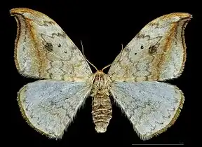 ♀