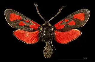 ♀