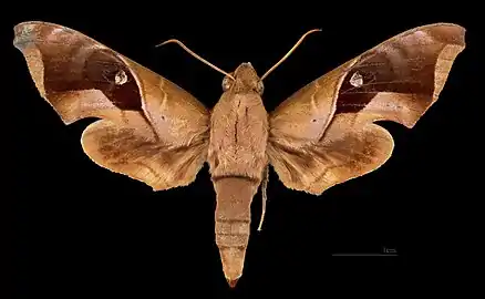 ♀  Dorsal side