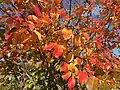 Autumn foliage