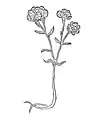 Chapter 367. Sticados citrinum heyssent – rynblumen oder motten krut