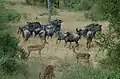 Wildebeest