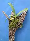 Flowering specimen mounted on a branch with moss