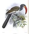 Illustration by Keulemans