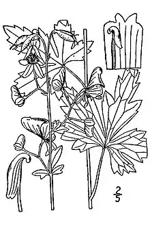 Southern blue monkshood (A.&nbsp;uncinatum)