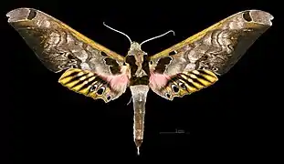 Male dorsal
