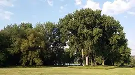 The cottonwood grove features 100-foot (30&nbsp;m) cottonwood trees mixed with maples and other species